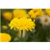 bellaflora Gartencenter GmbH