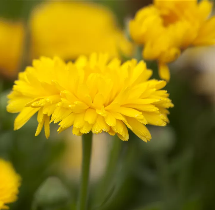 Ringelblume