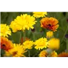 bellaflora Gartencenter GmbH
