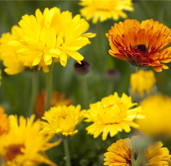 Ringelblume