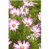 bellaflora Gartencenter GmbH