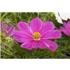 bellaflora Gartencenter GmbH