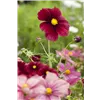 bellaflora Gartencenter GmbH