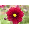 bellaflora Gartencenter GmbH