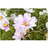 bellaflora Gartencenter GmbH