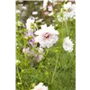 bellaflora Gartencenter GmbH