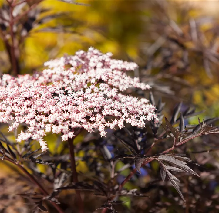 Schwarzer Holunder 'Black Lace'(s) 