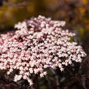 Sambucus nigra Black Lace