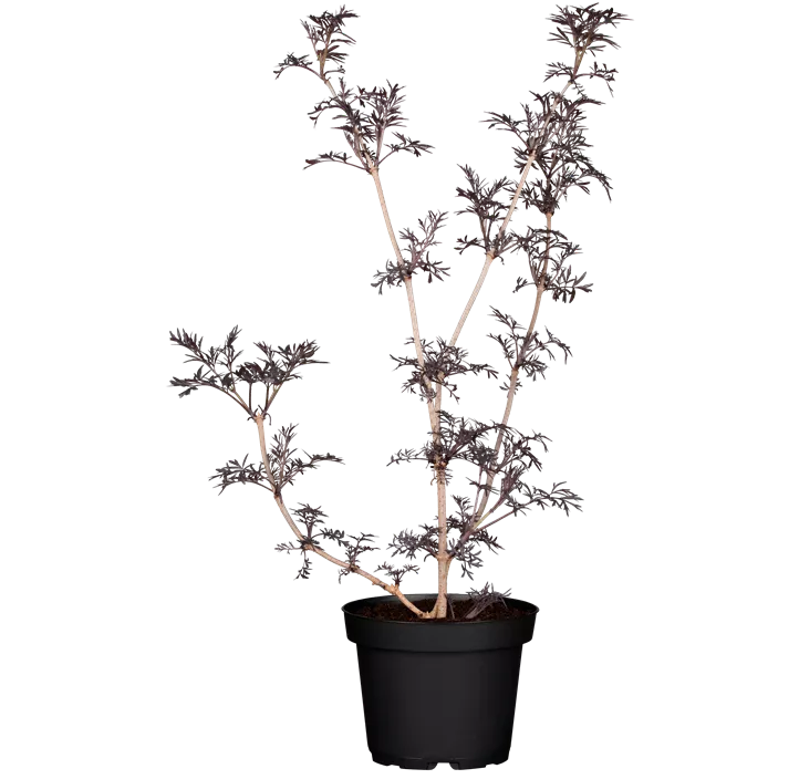 Schwarzer Holunder 'Black Lace'(s), 2 Liter Topf