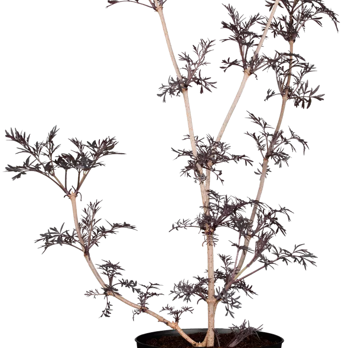 Schwarzer Holunder 'Black Lace'(s)  Schwarzer Holunder 'Black Lace'(s)