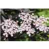bellaflora Gartencenter GmbH