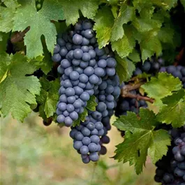 Vitis vinifera Isabella