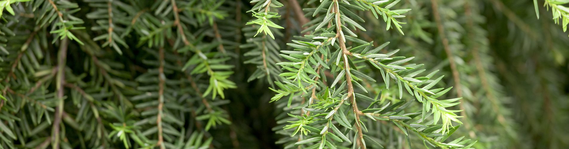 Tsuga canadensis 'Pendula'
