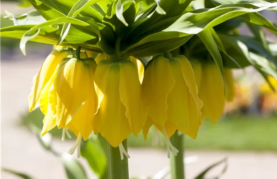 Fleißiges Lieschen Fritillaria imperialis 'Maxima Lutea'