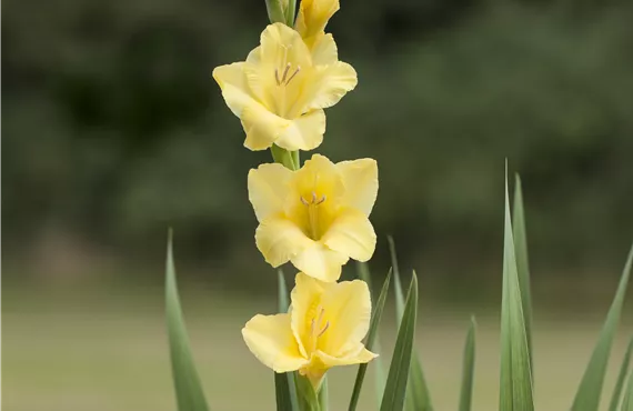 Antirrhinum majus Gladiolus 'Glamini'®