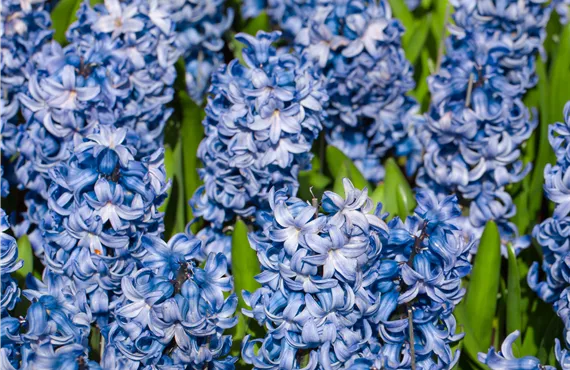 Goldmohn Hyacinthus 'Blue Star'