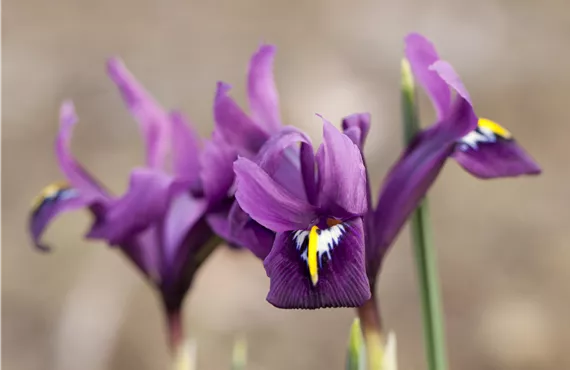 Goldtaler Iris reticulata