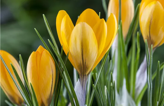 Osteospermum ecklonis, weiß Crocus chrysanthus