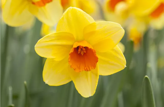 Calceolaria Hybriden Narcissus