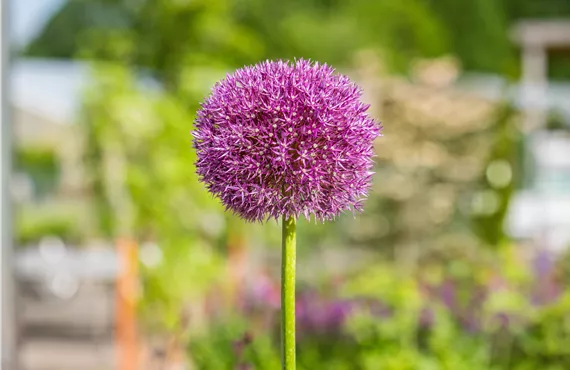 Calceolaria Hybriden Allium Hybr. 'Dutchman'