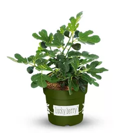 Ficus Lucky Berry