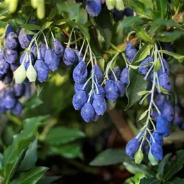 Vaccinium Lucky Berry