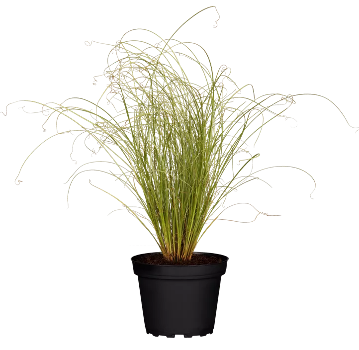 Bräunliche Garten-Segge 'Frosted Curls'