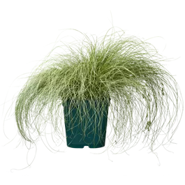 Carex comans Frosted Curls Carex comans Frosted Curls