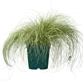 Carex comans Frosted Curls