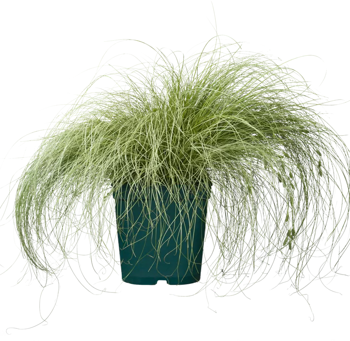 Bräunliche Garten-Segge 'Frosted Curls'