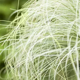 Carex comans Frosted Curls