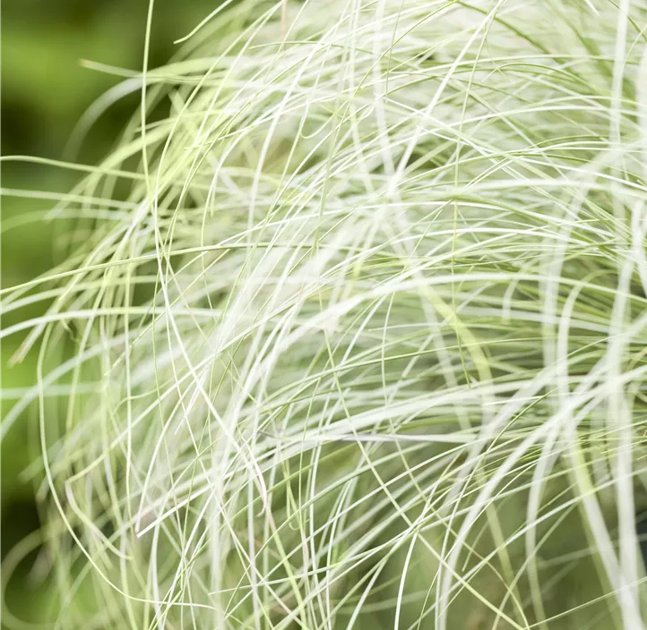 Bräunliche Garten-Segge 'Frosted Curls'