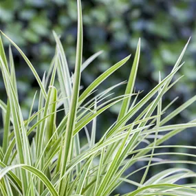 Carex cultorum 'Feather Falls' ®