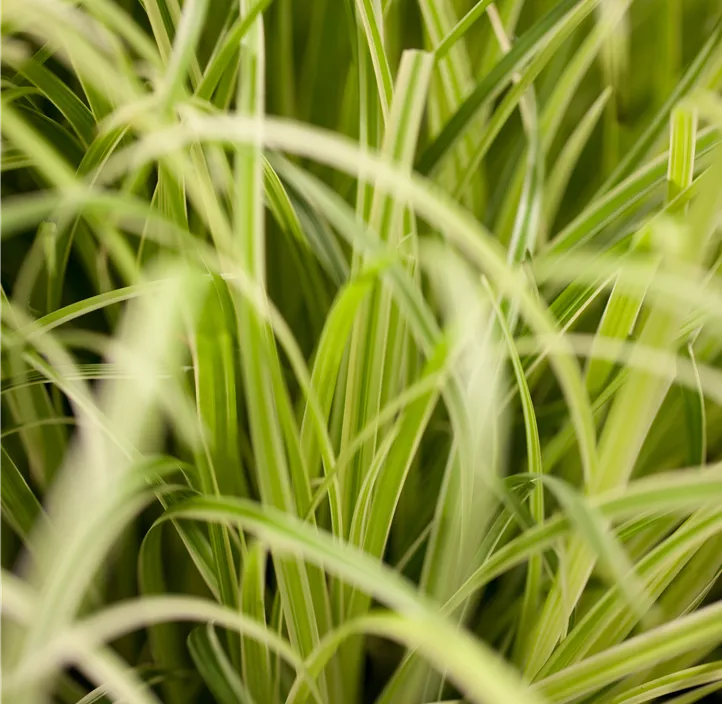 Gelbgrüne Garten-Segge 'Evergold' Gelbgrüne Garten-Segge 'Evergold'