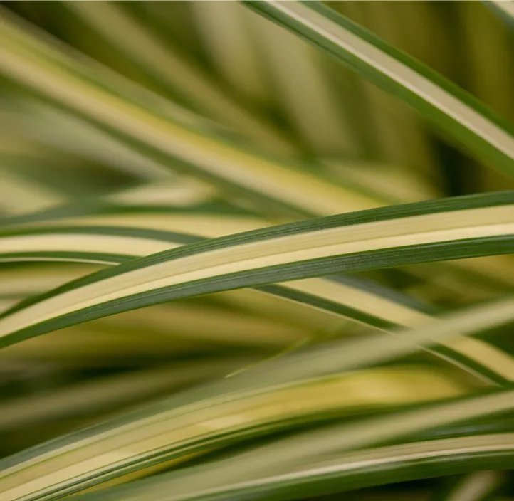 Gelbgrüne Garten-Segge 'Evergold' Gelbgrüne Garten-Segge 'Evergold'