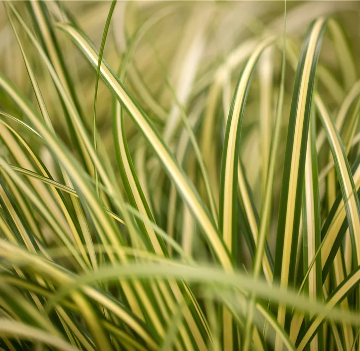 Gelbgrüne Garten-Segge 'Evergold' Gelbgrüne Garten-Segge 'Evergold'