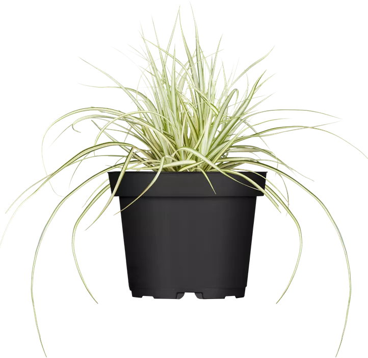 Gelbgrüne Garten-Segge 'Evergold' Gelbgrüne Garten-Segge 'Evergold'