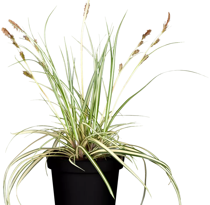 Gelbgrüne Garten-Segge 'Evergold' Gelbgrüne Garten-Segge 'Evergold'