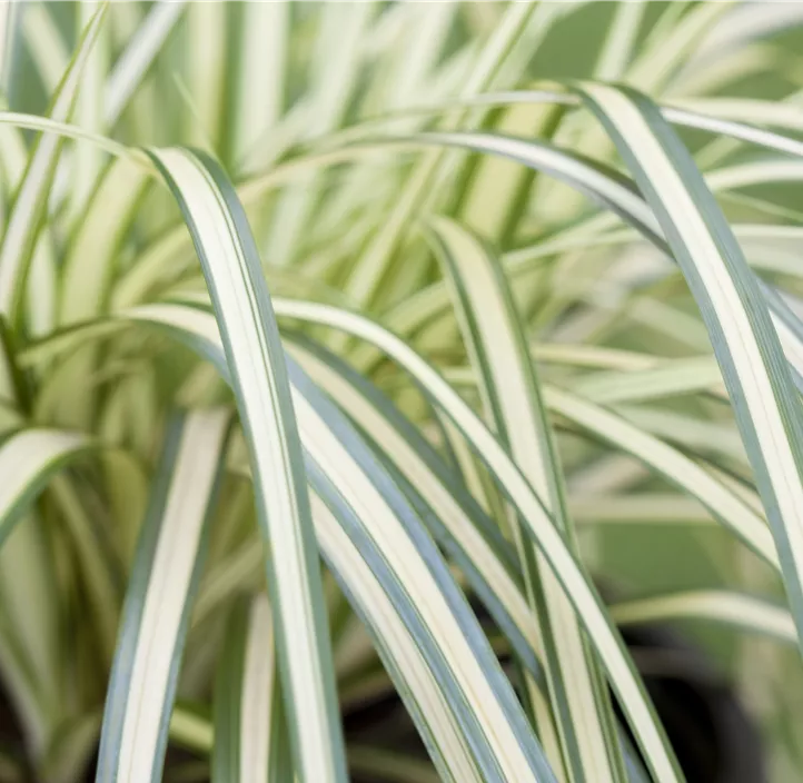 Gelbgrüne Garten-Segge 'Evergold' Gelbgrüne Garten-Segge 'Evergold'