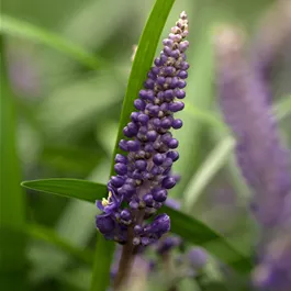 Liriope muscari Ingwersen