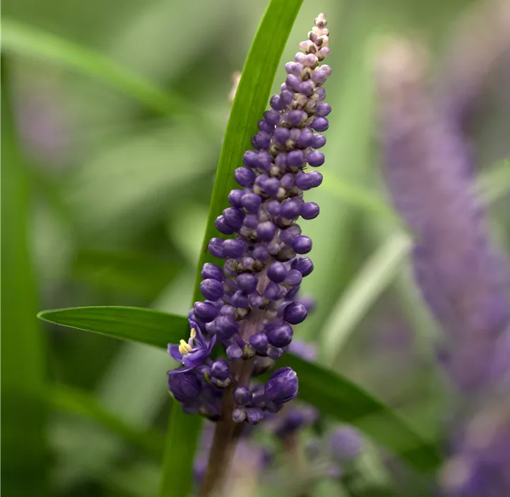 Garten-Glöckchentraube 'Royal Purple'