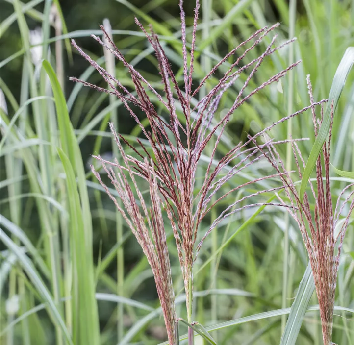 Garten-Chinaschilf 'Malepartus'