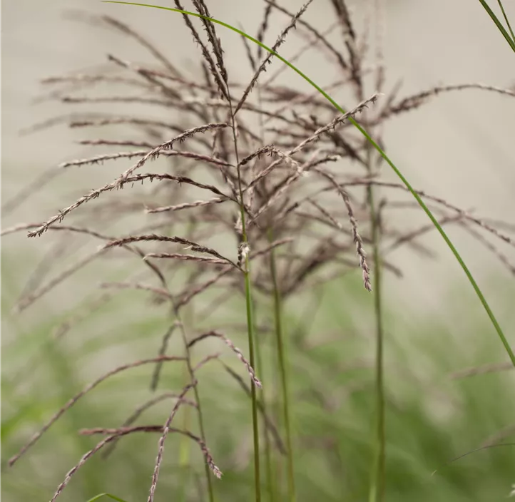 Garten-Chinaschilf 'Malepartus'