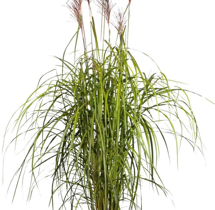 Garten-Chinaschilf 'Malepartus'