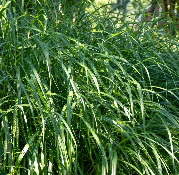 Garten-Chinaschilf 'Malepartus'