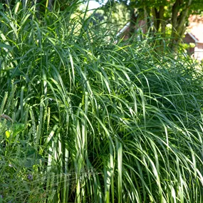 Miscanthus sinensis Malepartus