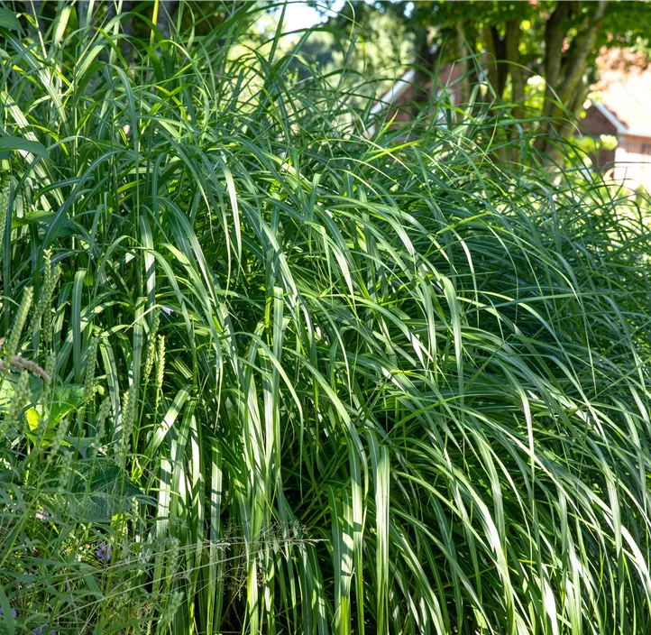 Garten-Chinaschilf 'Malepartus'