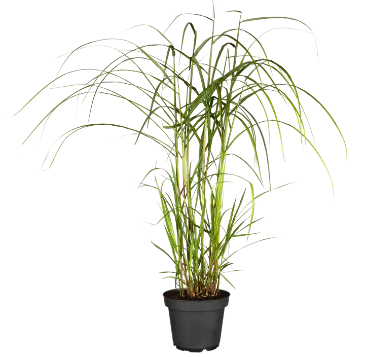 Garten-Chinaschilf 'Malepartus'