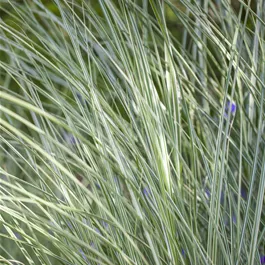 Miscanthus sinensis Morning Light