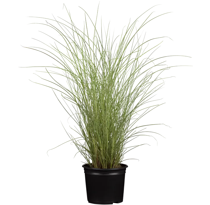 Garten-Chinaschilf 'Morning Light'